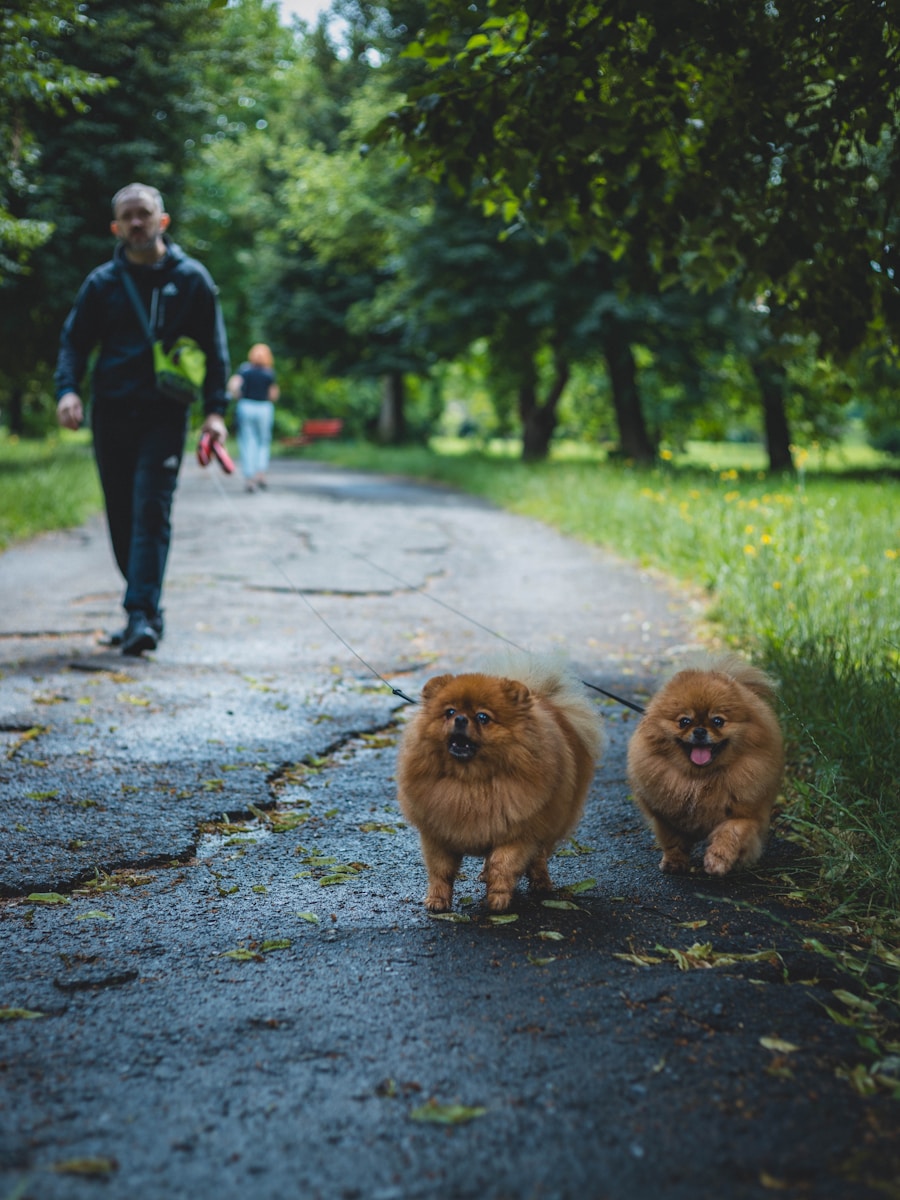 a man walking two dogs down a path