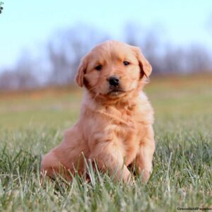 Golden Retriever Puppy