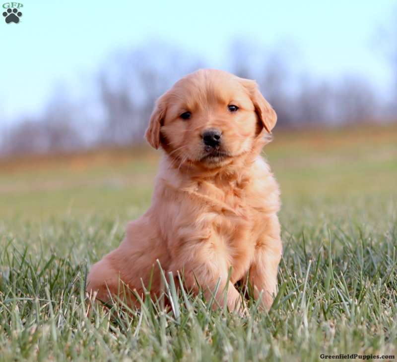 Golden Retriever Puppy