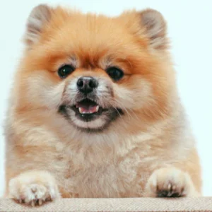 Pomeranian Puppy
