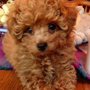 Brown Poodle Puppy
