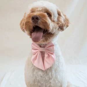 Puppy Bow Tie