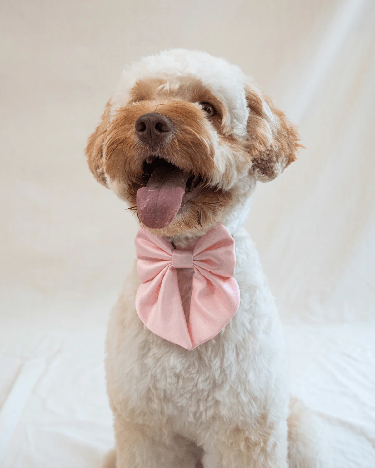 Puppy Bow Tie